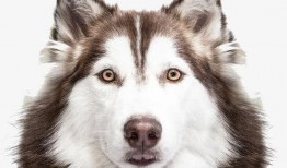 狼狗最新爆料网站下载,揭秘娱乐圈幕后真相